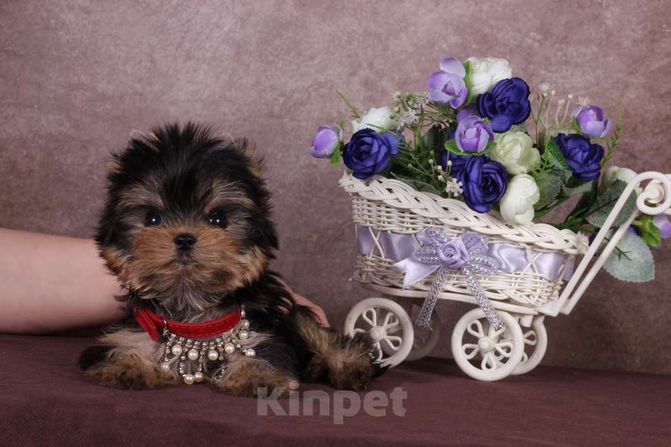 Собаки в Москве: Йоркширский терьер, курносая мини красотка Юджиния Девочка, 120 000 руб. - фото 6