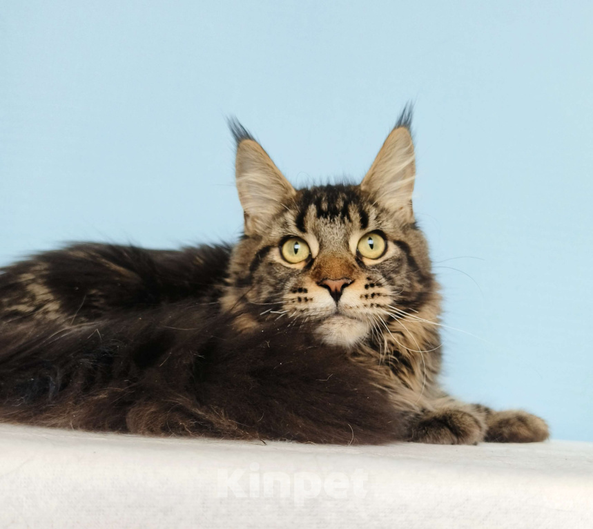 Кошки в Москве: Котёнок Мейн-Кун из питомника Мальчик Мальчик, 35 000 руб. - фото 1