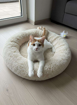 Футболист с рыжим хвостиком ищет дом