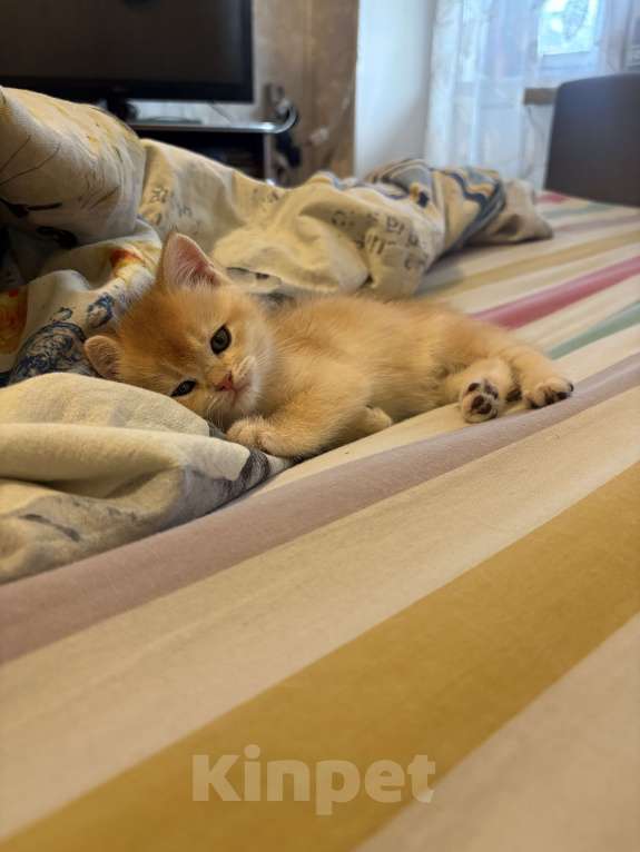 Кошки в Москве: Котенок британский. Мальчик Мальчик, 15 000 руб. - фото 1