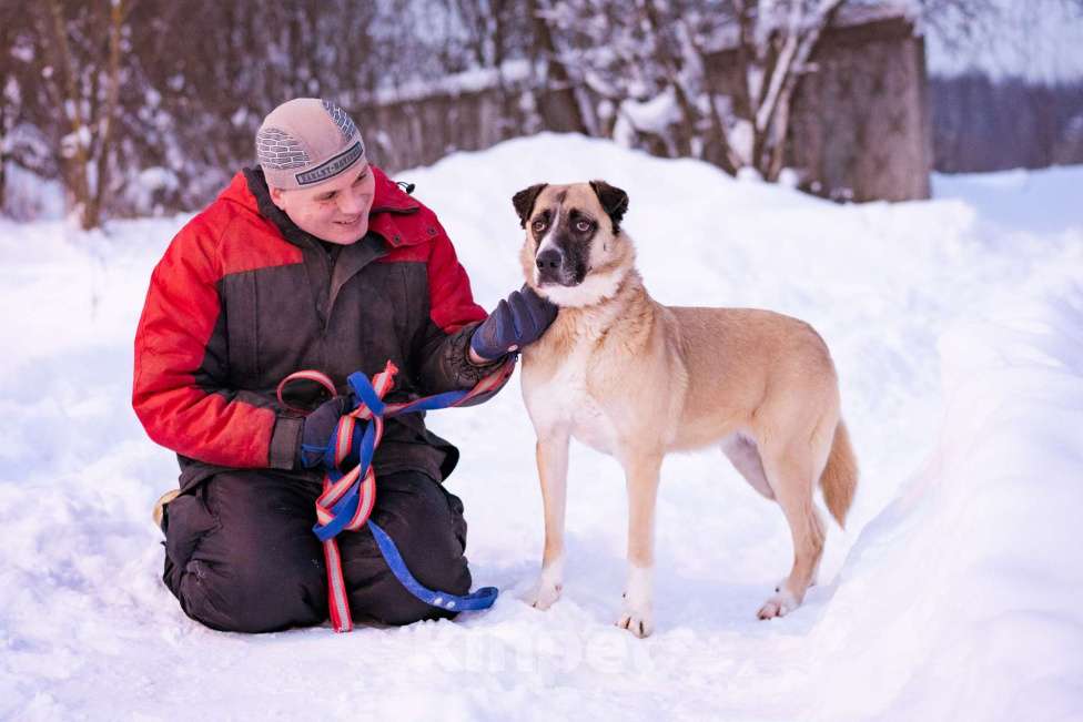 Собаки в Москве: Ханна ждёт своих людей в приюте Девочка, Бесплатно - фото 6