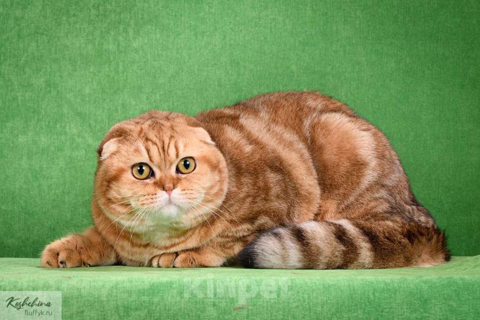 Кошки в Москве: в добрые руки золотой мраморный кот Мальчик, 2 000 руб. - фото 1