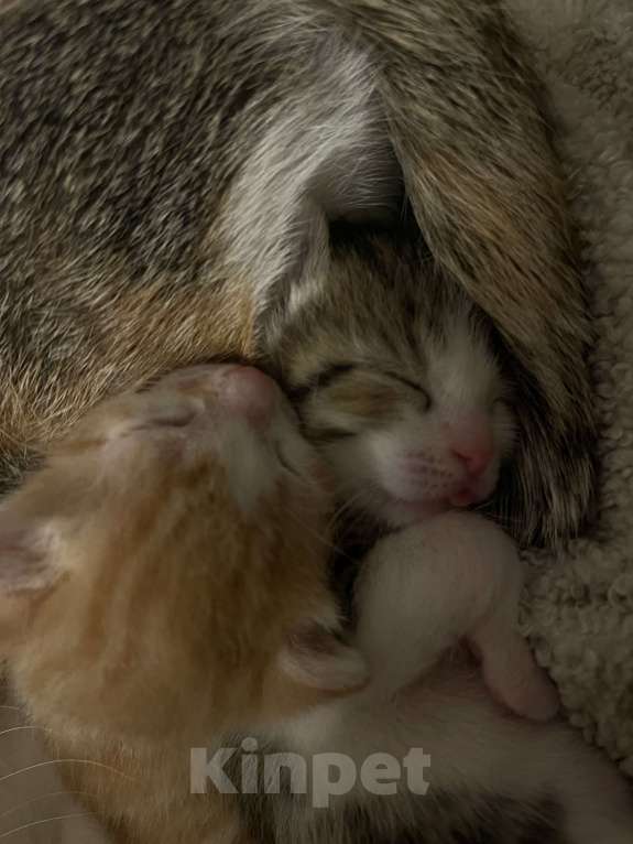 Кошки в Голицыно: Бело-серая девочка Девочка, Бесплатно - фото 2