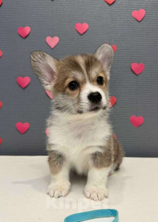 Собаки в Кургане: Щенок вельш корги пемброк, кобель Мальчик, 40 000 руб. - фото 1