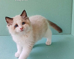 Кошки в Пензе: Котёнок породы Рэгдолл - Brain Мальчик, 65 000 руб. - фото 3