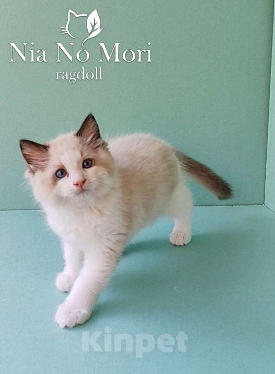 Кошки в Пензе: Котёнок породы Рэгдолл - Brain Мальчик, 65 000 руб. - фото 3