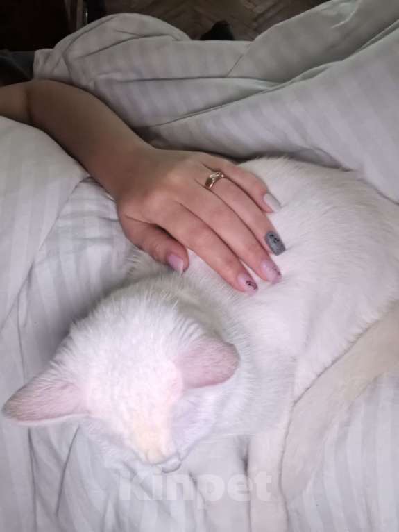 Кошки в других городах Московской области: Пожалуйста заберете в добрые руки  Девочка, Бесплатно - фото 2