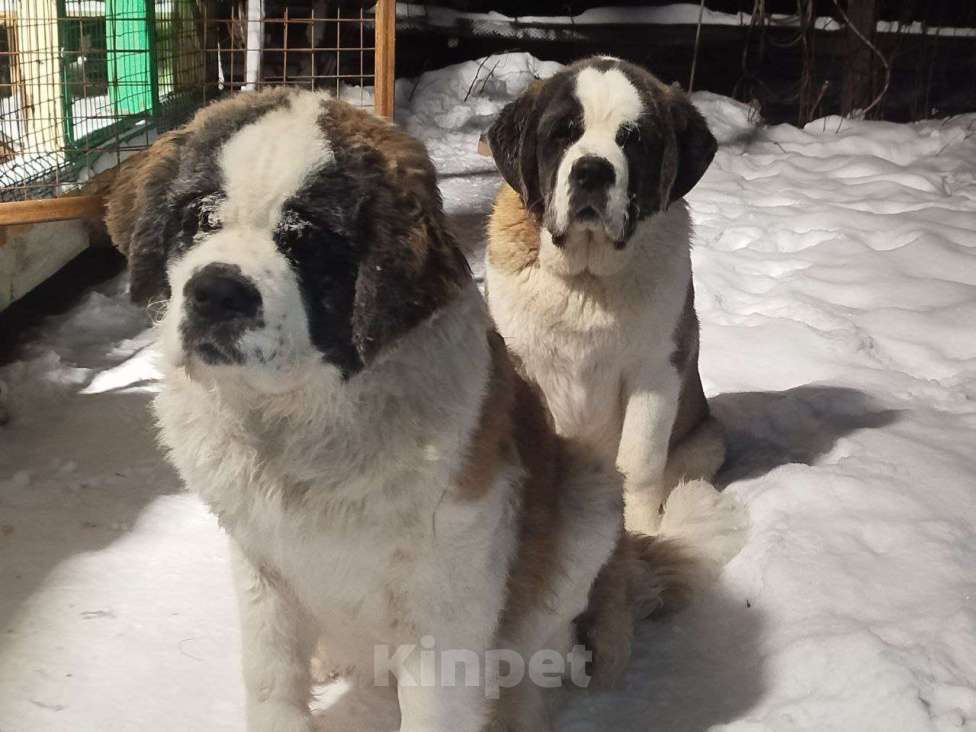 Собаки в Железногорске: Щенки сенбернара Девочка, 50 000 руб. - фото 3