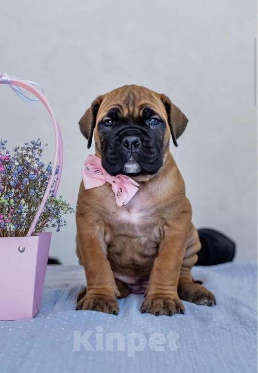 Собаки в Краснодаре: Продам щенков кане-корсо Мальчик, 100 000 руб. - фото 5