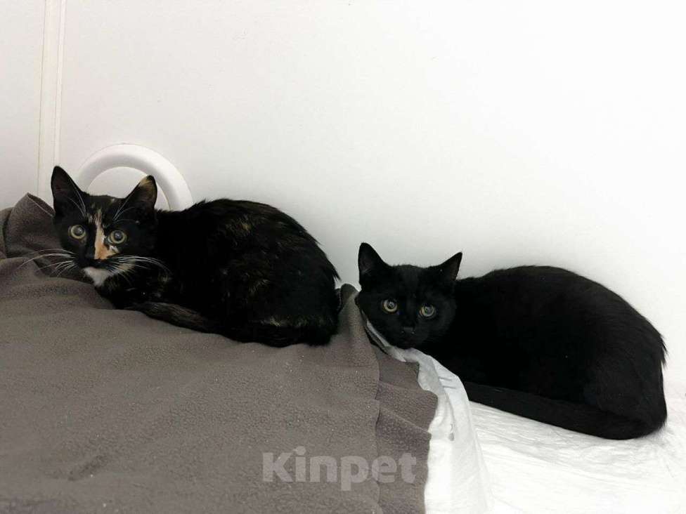 Кошки в Москве: Маленький чёрный котенок в добрые руки 🆘️ Срочный поиск дома Мальчик, Бесплатно - фото 3