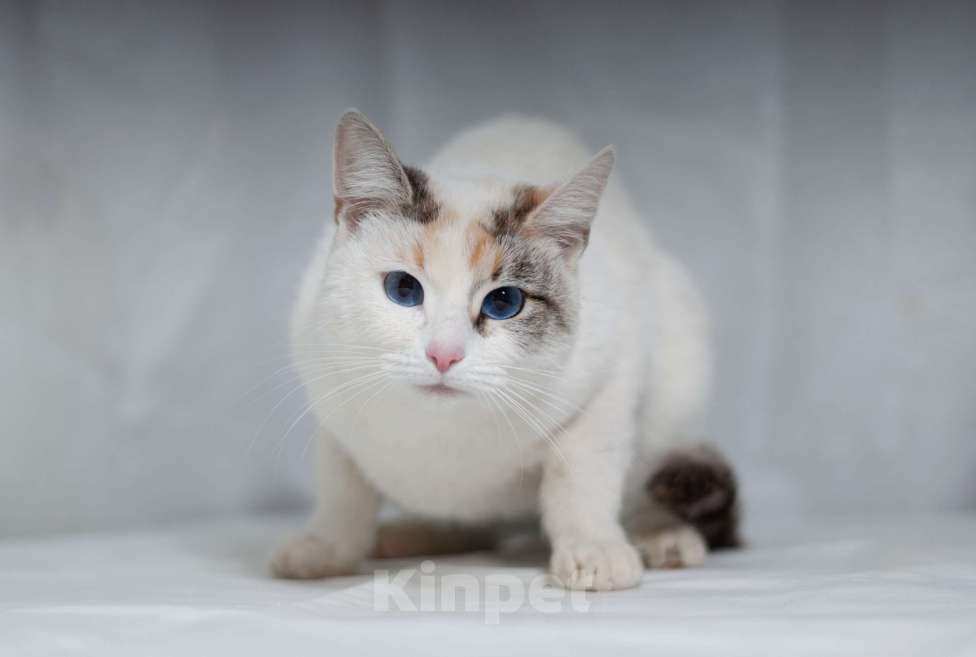 Кошки в Ногинске: Пенка - нереальная красавица в поисках дома Девочка, Бесплатно - фото 3