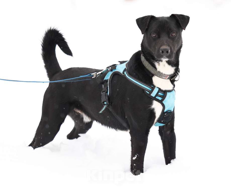 Собаки в Москве: Чаплин бывшедомашний пес в добрые руки Мальчик, Бесплатно - фото 4