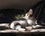 Кошки в Рязани: Кошечка в добрые руки Девочка, 1 руб. - фото 3
