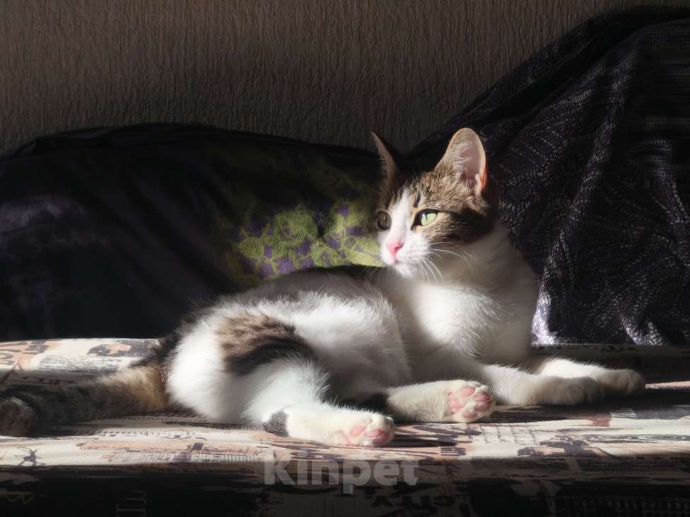 Кошки в Рязани: Кошечка в добрые руки Девочка, 1 руб. - фото 3