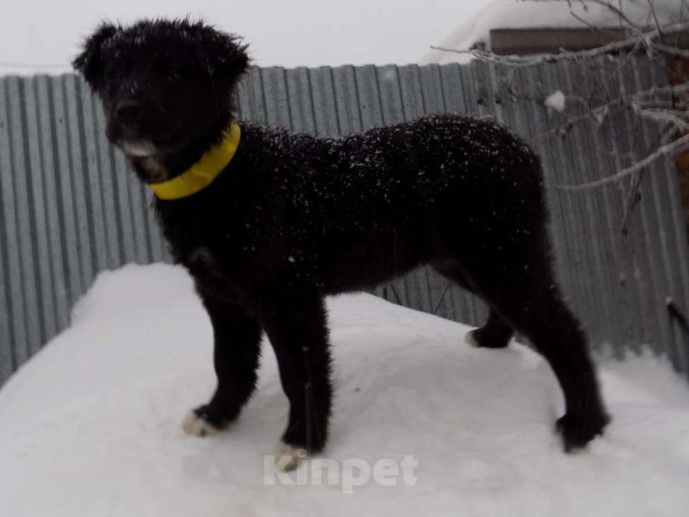 Собаки в Москве: Щенки лабрадор-ретривер, девочки mix Девочка, 15 000 руб. - фото 6
