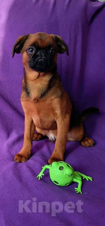 Собаки в Санкт-Петербурге: Рыжее солнышко Мальчик, 80 000 руб. - фото 3