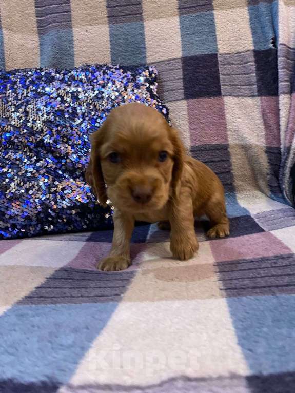 Собаки в Стерлитамаке: Щенки Мальчик, 11 000 руб. - фото 1