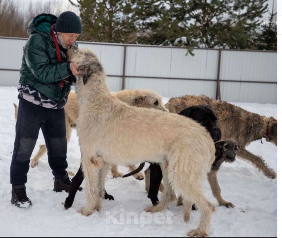 Собаки в Перми: Белые Ирландские Волкодавы Девочка, Бесплатно - фото 2