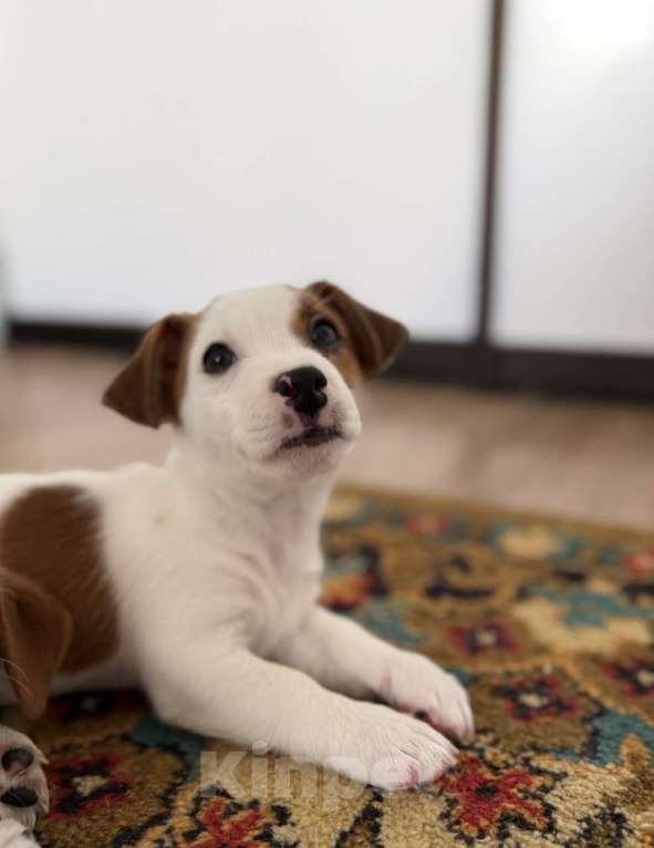 Собаки в Москве: Щенки от титулованных родителей Девочка, 28 000 руб. - фото 7