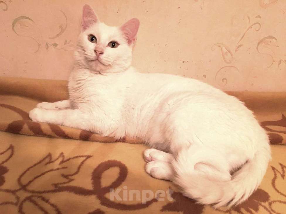 Кошки в Москве: Бедный Альбус. Белый кот в добрые руки. Мальчик, Бесплатно - фото 5