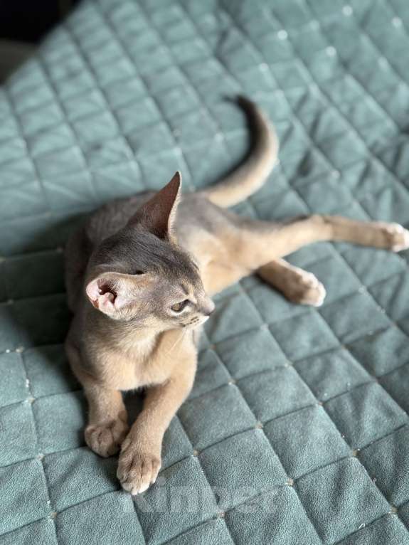 Кошки в Краснодаре: Абиссинский котенок голубого окраса  Девочка, 75 000 руб. - фото 4