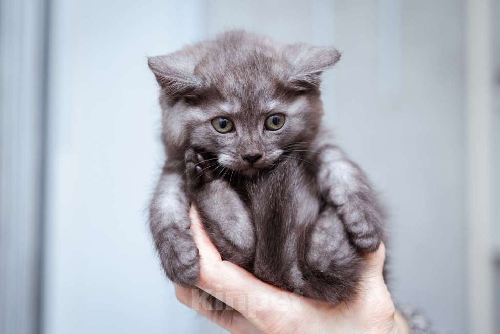 Кошки в Москве: Котята-метисы Британки в добрые руки Девочка, Бесплатно - фото 7