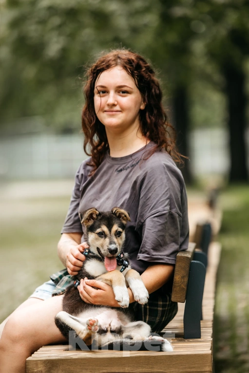 Собаки в Москве: Щенок девочка в добрые руки  Девочка, Бесплатно - фото 9