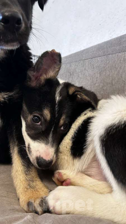 Собаки в Королеве: Друзья, мы ищем дом малышке Дженни! Девочка, Бесплатно - фото 6