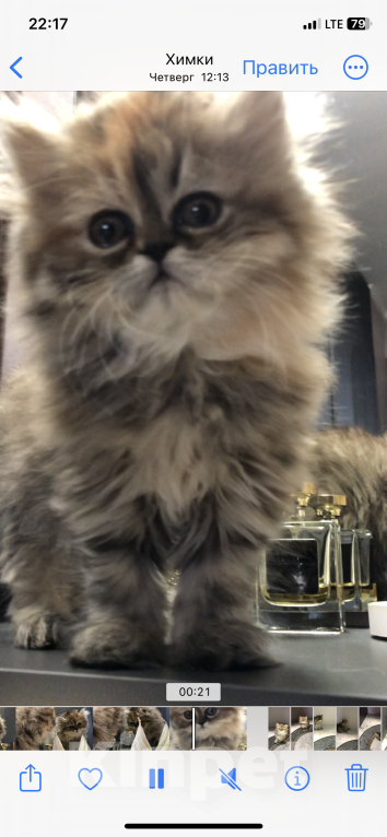 Кошки в Москве: Персидский котенок Девочка, 28 000 руб. - фото 5