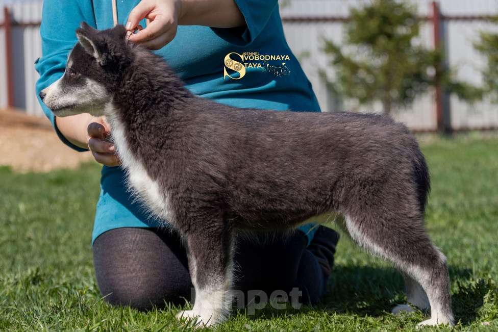 Собаки в Пушкино: Щенки Сибирский хаски Мальчик, 25 000 руб. - фото 2