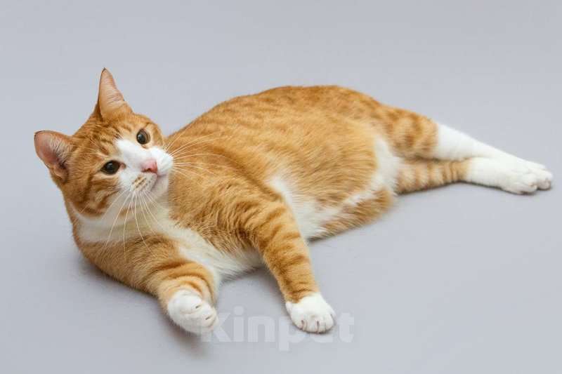 Кошки в Москве: Кот Гарик ищет доброе сердце. Мальчик, Бесплатно - фото 3