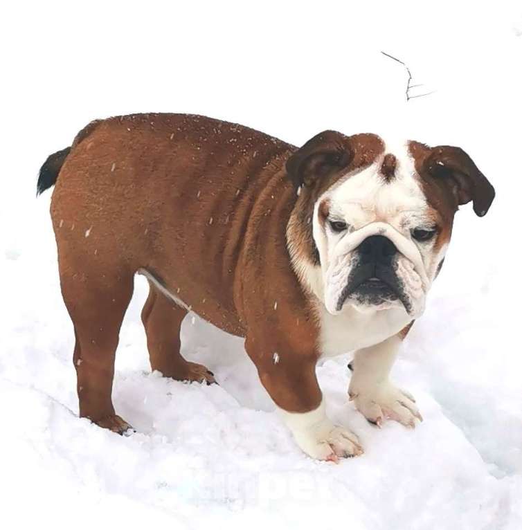 Собаки в других городах Московской области: Очаровательная девочка английского бульдога Девочка, 60 000 руб. - фото 4