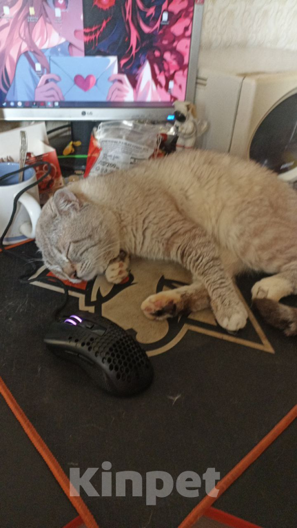 Кошки в Москве: Пропал кот Мальчик, Бесплатно - фото 5