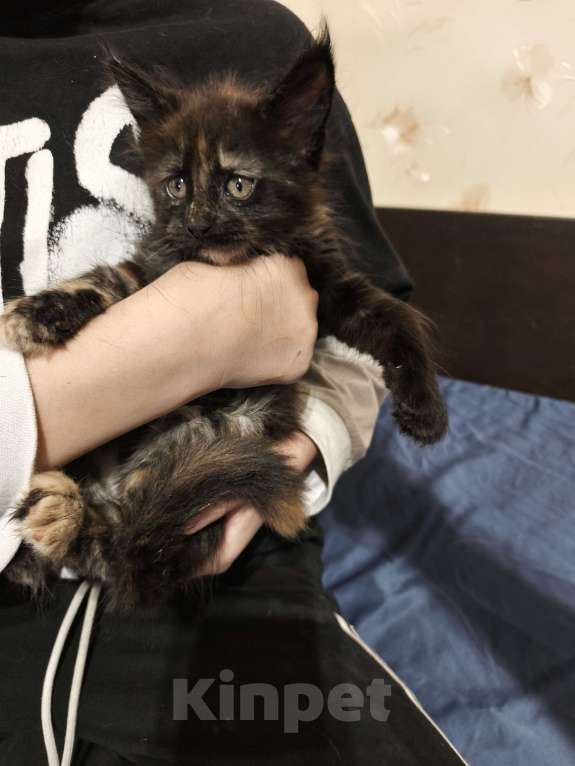 Кошки в других городах Московской области: Кошечка Мейн-кун Девочка, 45 000 руб. - фото 2