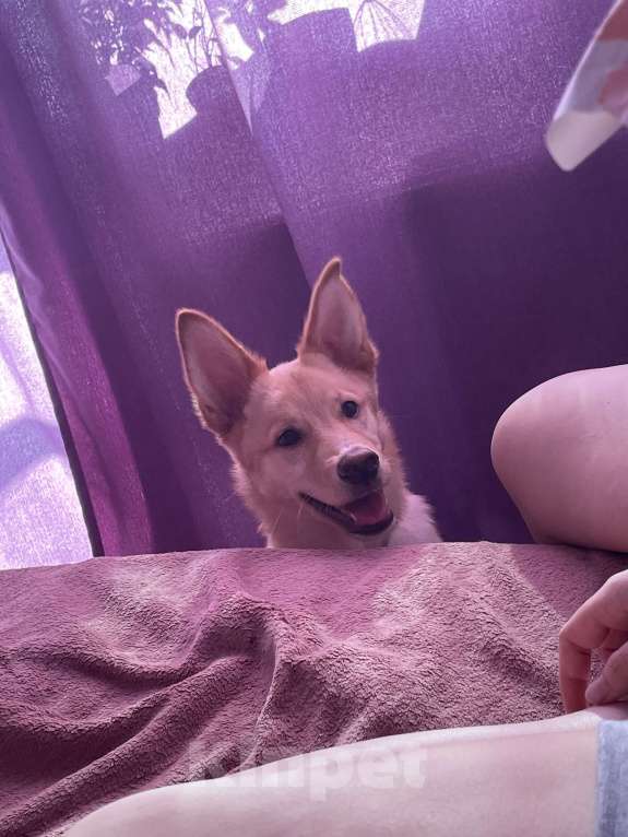 Собаки в Кудрово: В добрые руки, замечательный мальчик!!!  Мальчик, Бесплатно - фото 3