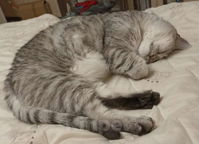 Кошки в Лобне: Пропала кошка! Девочка, 5 000 руб. - фото 2