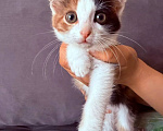 Кошки в Люберцах: Котята Ляля и Лёля срочный поиск ручек Девочка, Бесплатно - фото 6