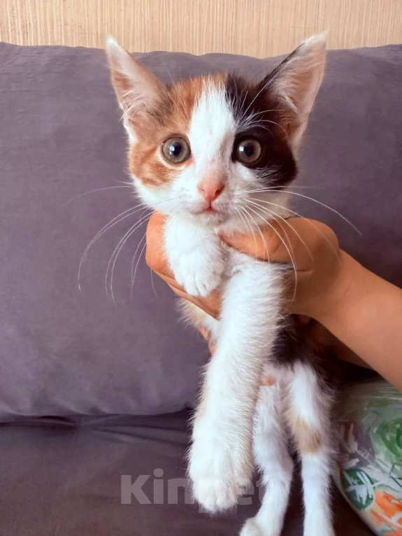 Кошки в Люберцах: Котята Ляля и Лёля срочный поиск ручек Девочка, Бесплатно - фото 6