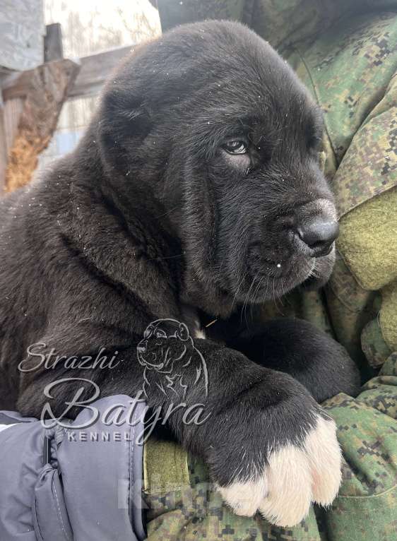 Собаки в Калуге: Кобель САО Мальчик, 80 000 руб. - фото 3