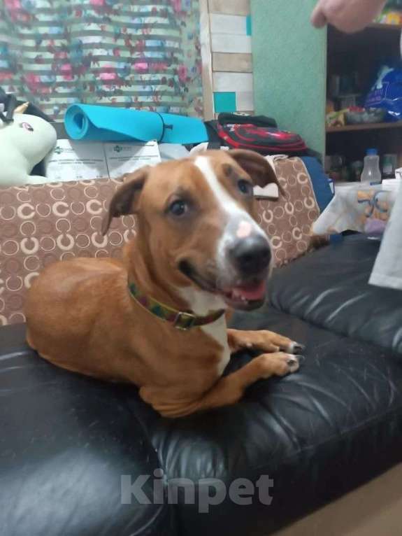 Собаки в Санкт-Петербурге: Мусенька в добрые руки Девочка, Бесплатно - фото 5