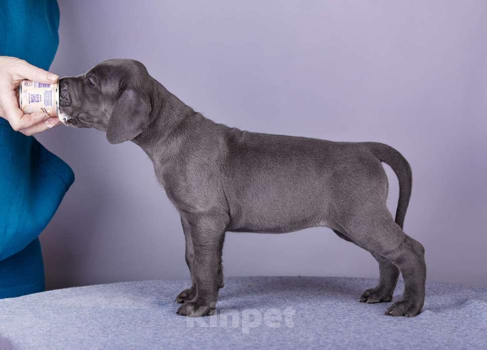 Собаки в Нижнем Новгороде: Немецкий Дог Чемпион Моего Сердца (Розовая лента) Девочка, 100 000 руб. - фото 3