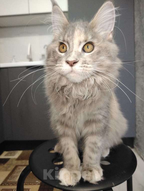 Кошки в Мурином: Прелестная девочка мейн-кун  Девочка, 22 000 руб. - фото 2