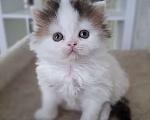 Кошки в Ярославле: Шотландский длинношерстный мальчик Мальчик, 30 000 руб. - фото 1