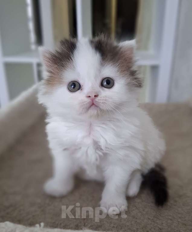 Кошки в Ярославле: Шотландский длинношерстный мальчик Мальчик, 30 000 руб. - фото 1