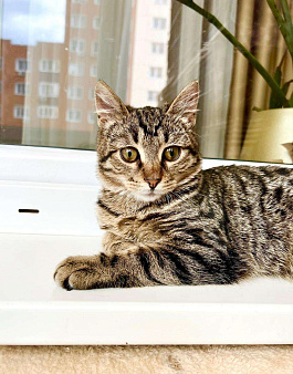 Объявление: Полосатый котик Лекс – станет другом навсегда! В добрые руки, Бесплатно, Москва