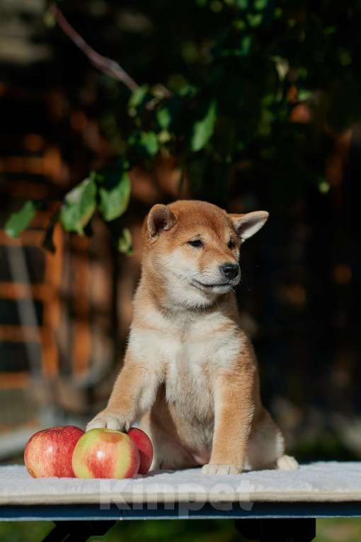 Собаки в Самаре: Сиба-ину девочка РКФ  Девочка, 55 000 руб. - фото 1