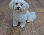 Собаки в Москве: Мальчик Мальтипу  Мальчик, 80 000 руб. - фото 3