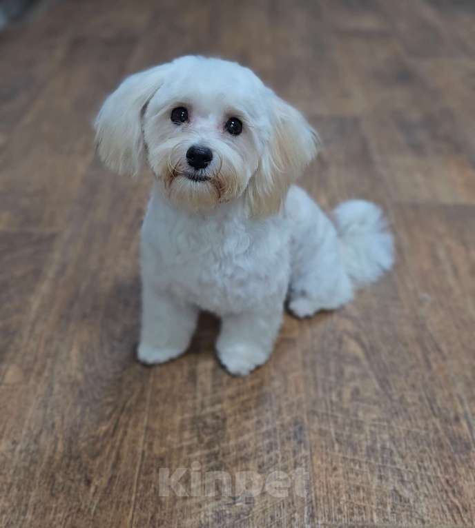 Собаки в Москве: Мальчик Мальтипу  Мальчик, 80 000 руб. - фото 3