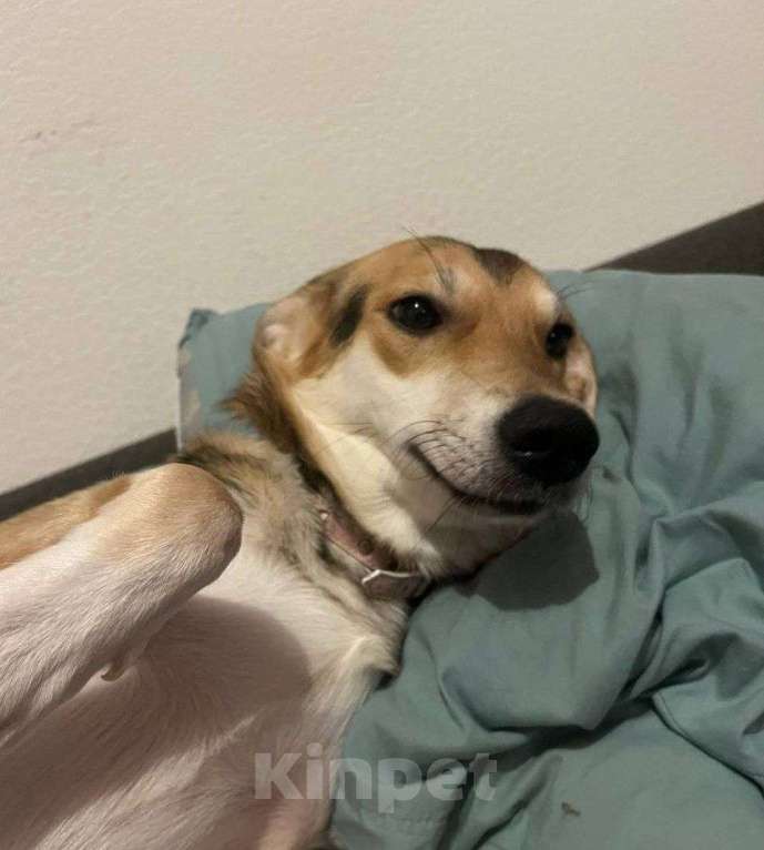 Собаки в Москве: Собачка Агата 9 мес. Девочка, Бесплатно - фото 1