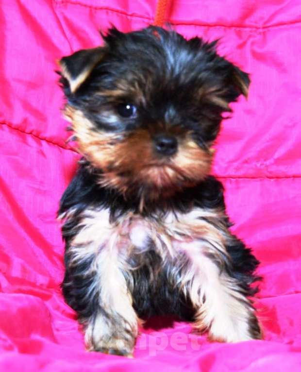 Собаки в Москве: Продается щенок йоркширского терьера Мальчик, 30 000 руб. - фото 1